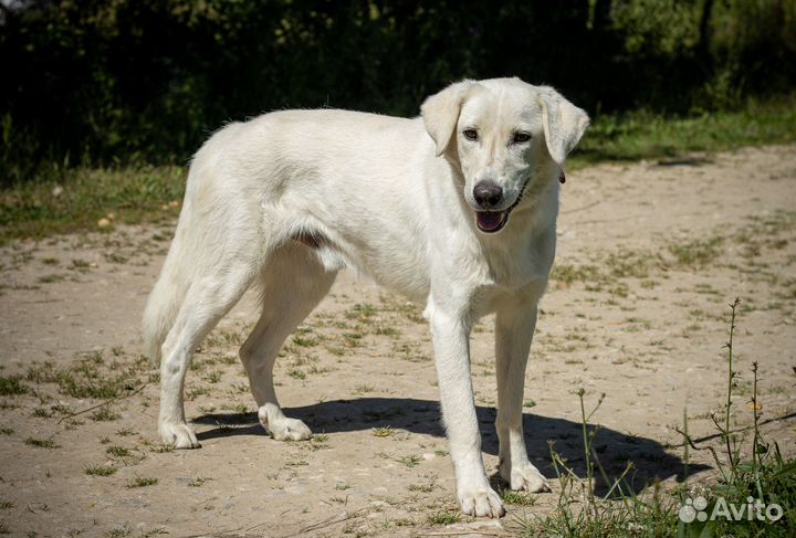 Белый. Пес, которому в приюте не место
