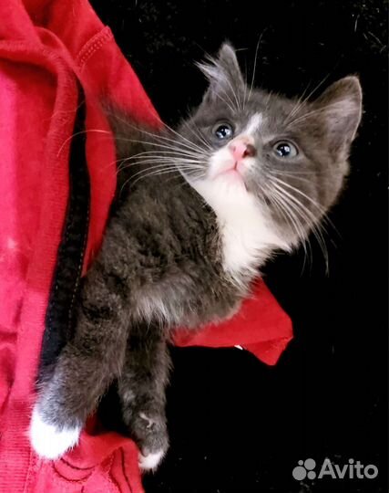 Котёнок 1 месяц от домашней кошки