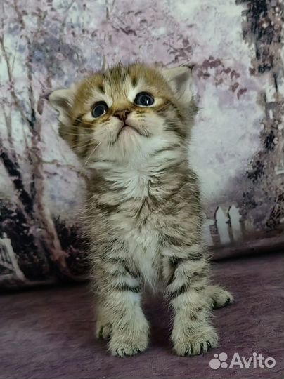 Шотландские вислоухие котята