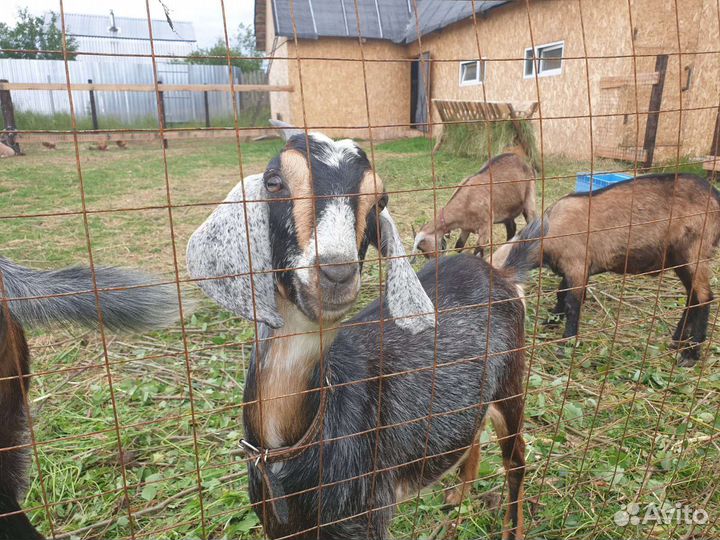 Нубийские козы