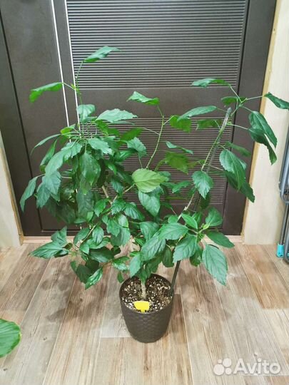 Гибискус Шизопеталус