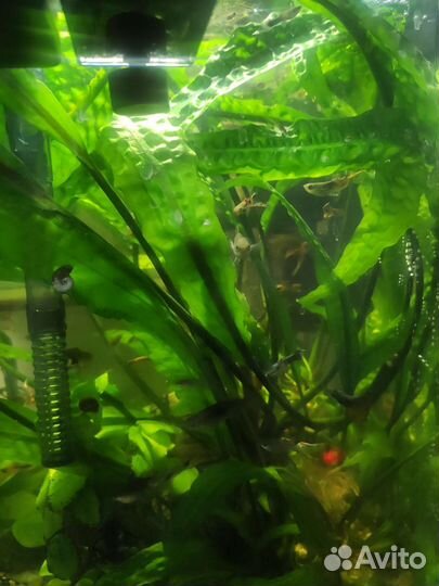 Криптокорина