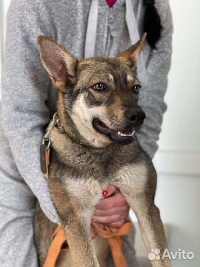 Собака умер хозяин