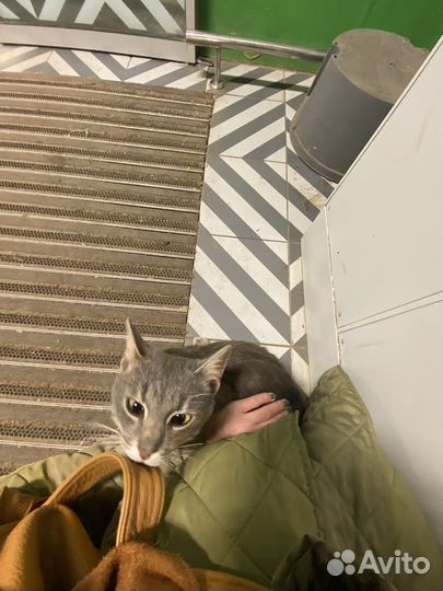 Котик бесплатно