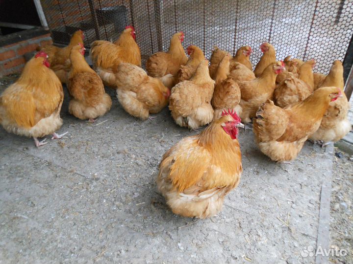 Инкубационное яйцо Орпингтон (палевый)