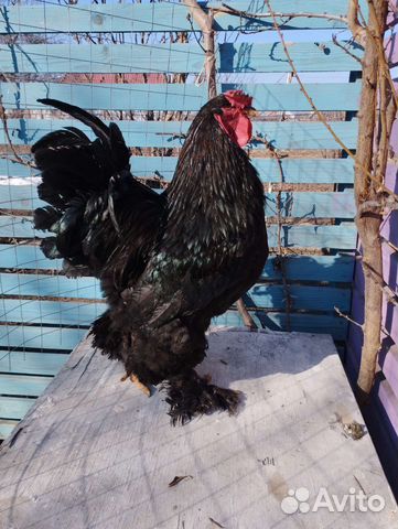 Брама. Орпингтон.Джерсийский гигант