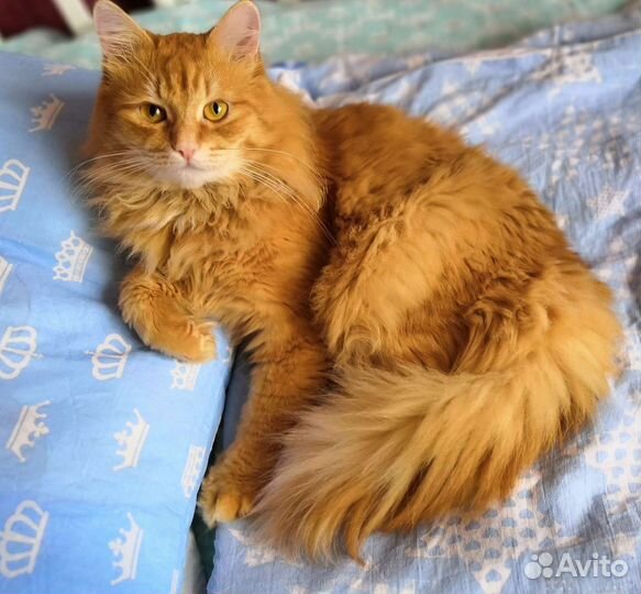 Рыженький котик бесплатно