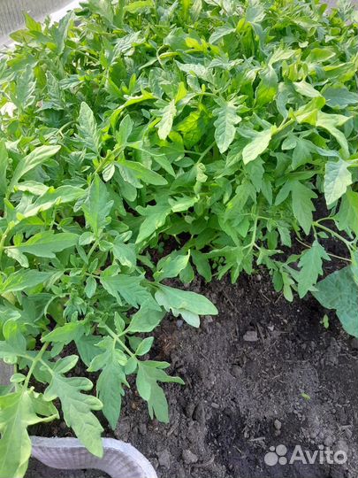 Рассада помидор