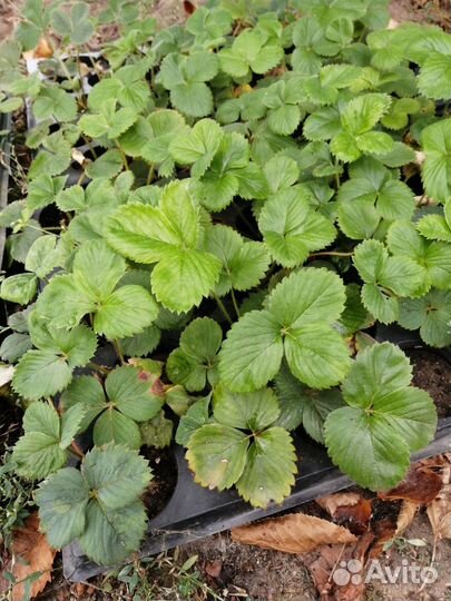 Рассада клубники