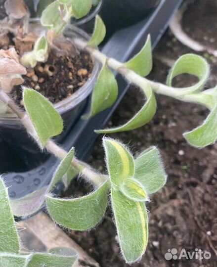 Традесканция зебрина, рео