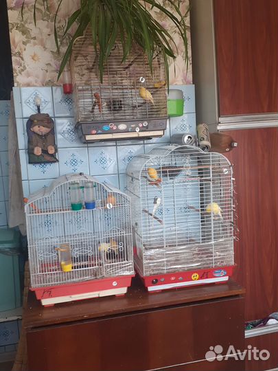 Канарейки (самки)