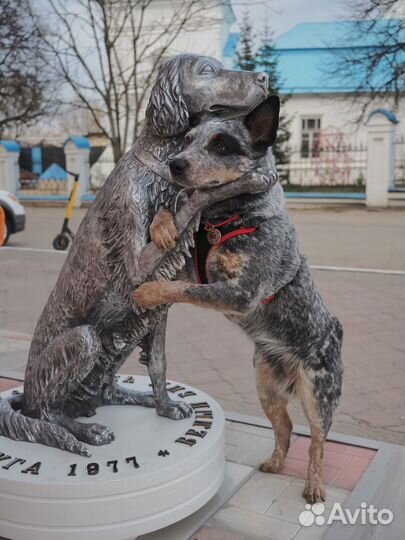 Передежка собак