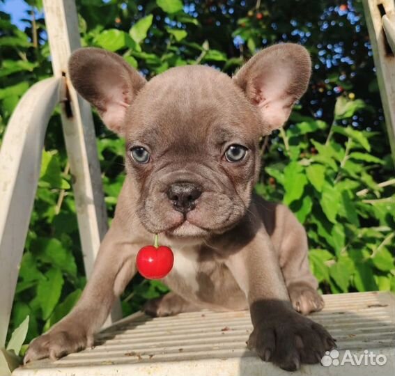 Цветная француженка с документами