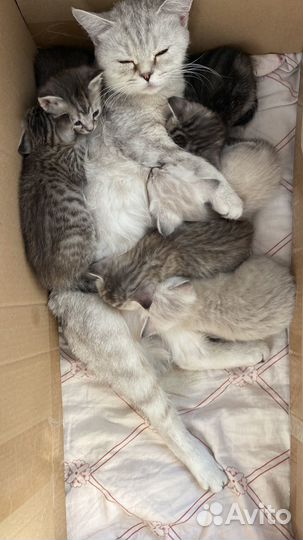 Шотландские котята