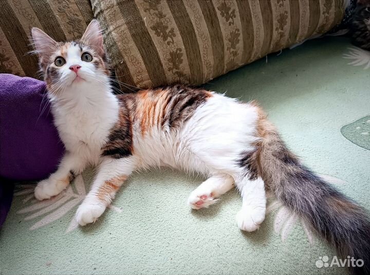 Мейн-кун котёнок девочка