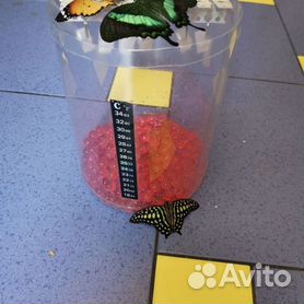 Детская миниферма Живых Тропических Бабочек