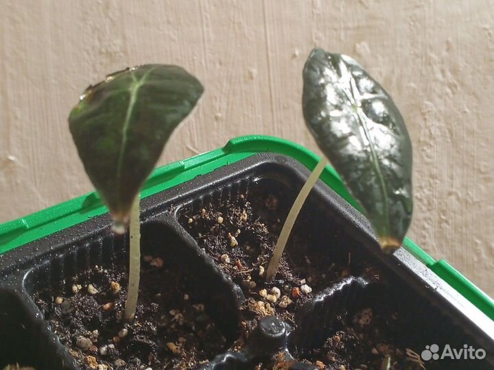 Детки Алоказии Полли