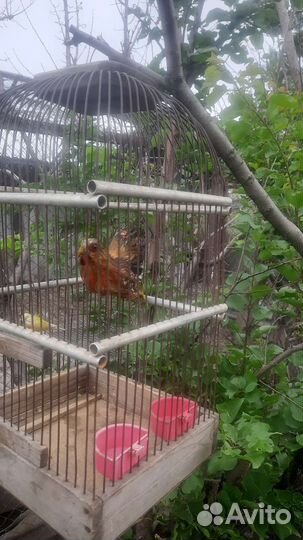 Большая клетка для птиц
