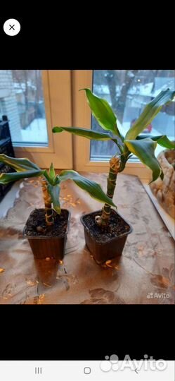 Цветы комнатные разные взрослые