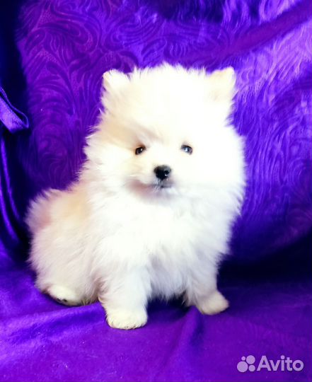 Померанский шпиц