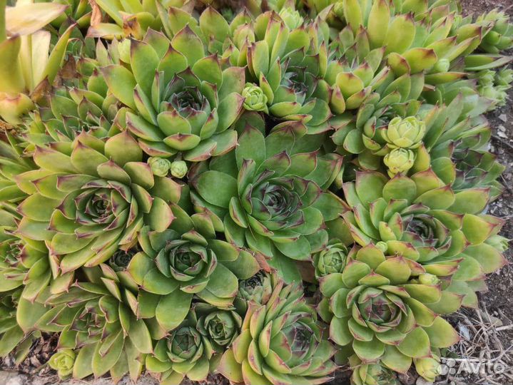 Молодило, каменная роза для флорариума