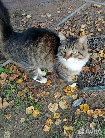 Котик бесплатно