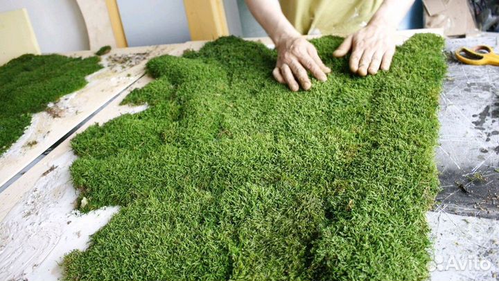 Стабилизированный Мох Плоский (Пластовой) Зелёный