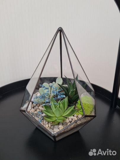 Флорариум капля малая
