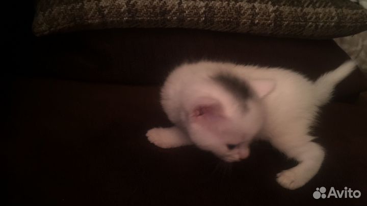 Кота для вязки ищу