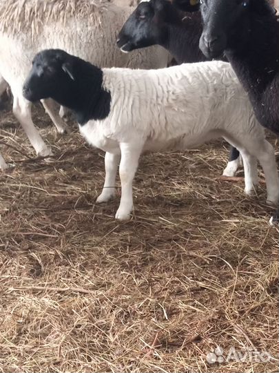 Баранчики дорпер