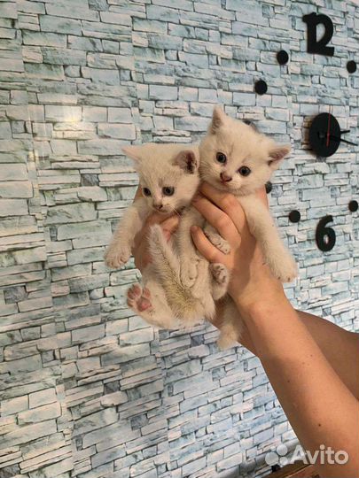 Отдам в добрые руки