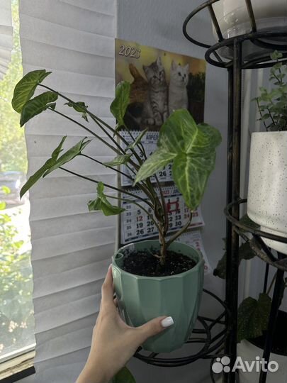 Цветы в добрые руки