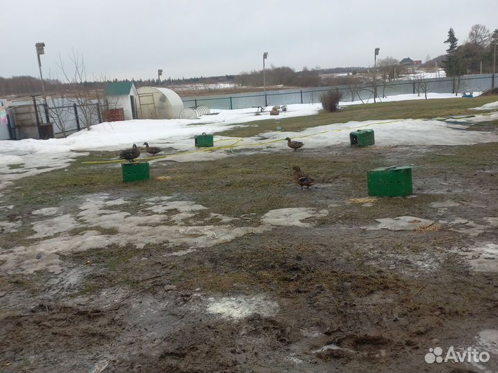 Подсадная кряква