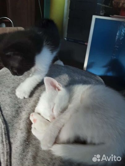 Котята в добрые руки даром