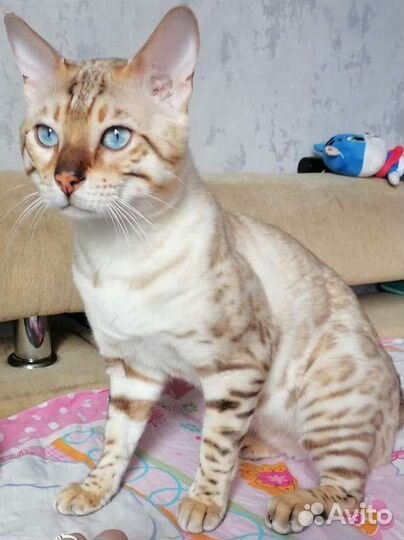 Бенгальский кот вязка