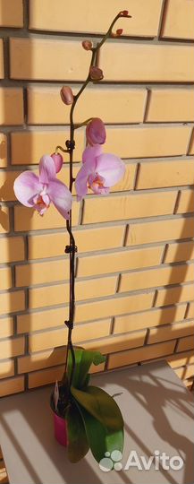 Крупная орхидея