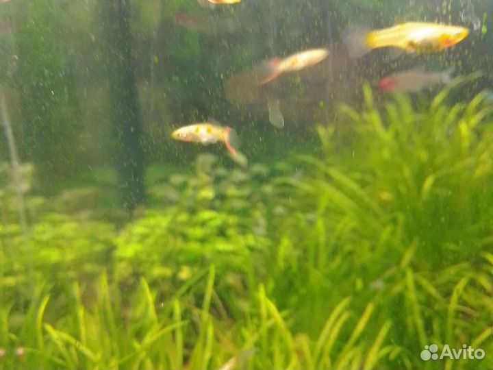 Рыбки гуппи эндлера