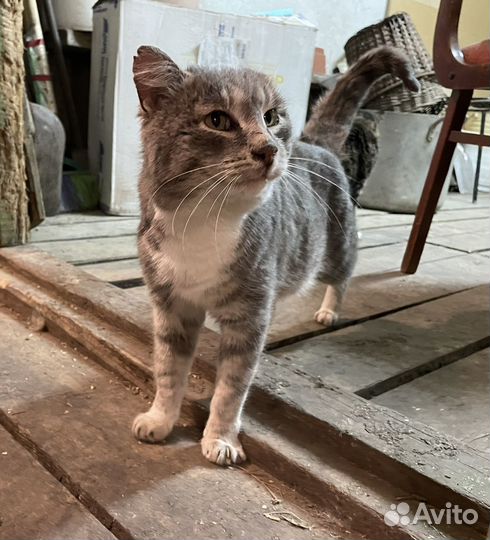 Ищу хозяев кота