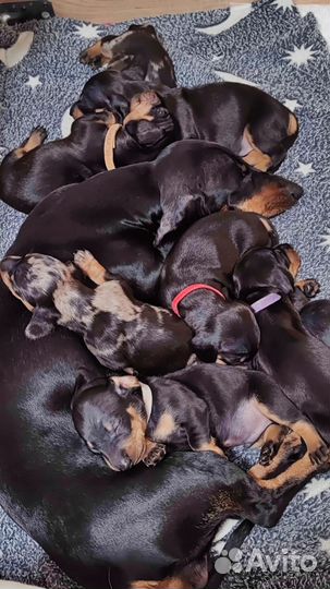 Щенки таксы стандартной гладкошерстной