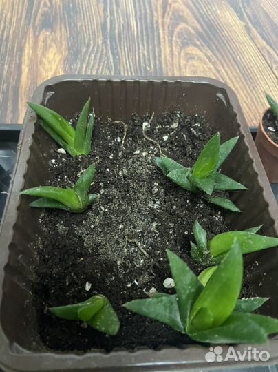 Замиокулькас