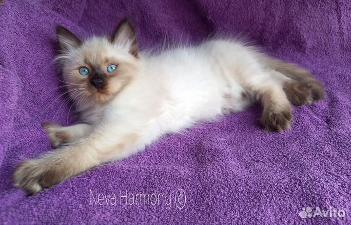 Сибирский котенок