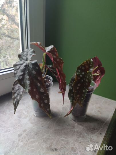 Бегония макулата полька дот