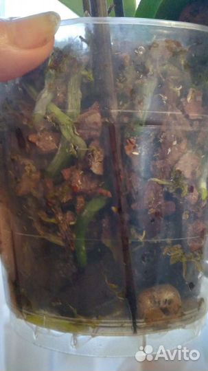 Орхидея фаленопсис пелорик