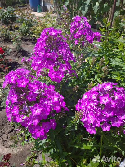 Флоксы многолетние