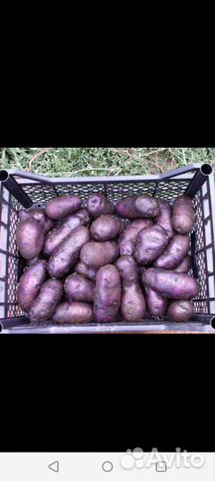 Семенной картофель