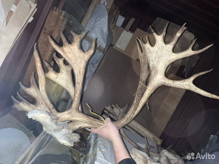 Оленьи рога