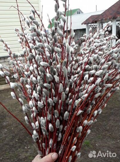 Жасмин. Сирень.Девичий виноград. Верба