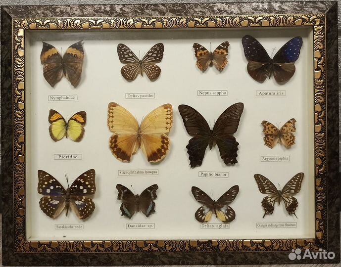 Бабочки в рамке, 12 шт