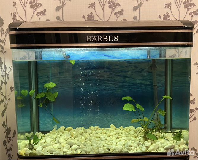 Аквариум barbus