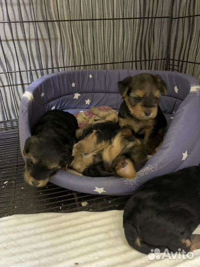 Йоркширский терьер